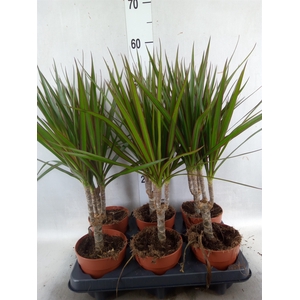 Dracaena marg.