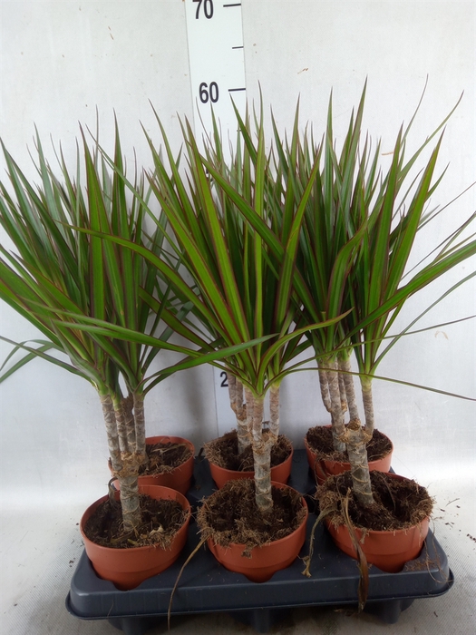 <h4>Dracaena marg.</h4>