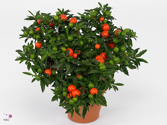 Solanum pseudocapsicum 'Megaball'