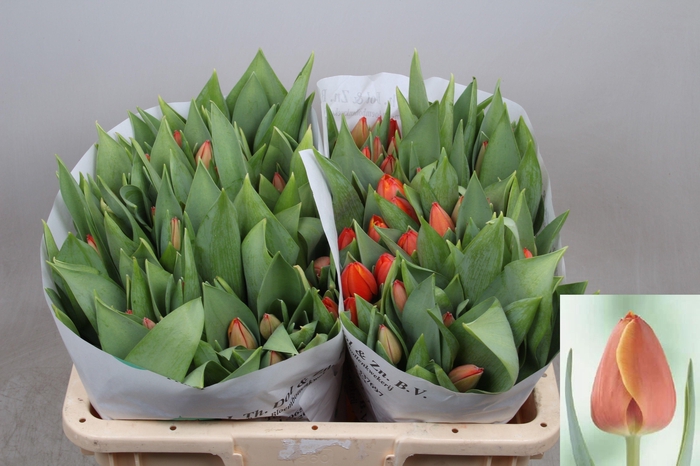 <h4>Tu En Ad Rem</h4>