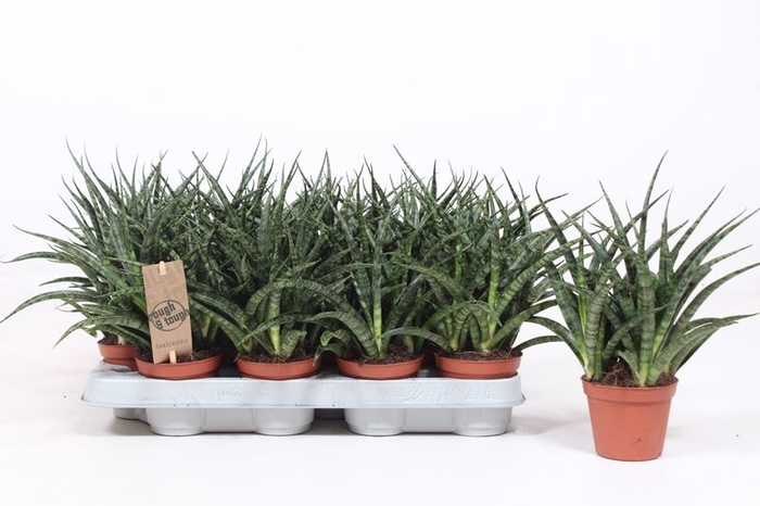 <h4>Sansevieria  'Fernwood'</h4>