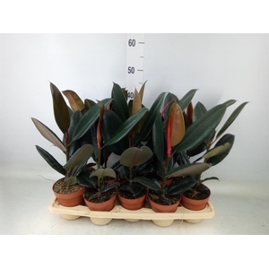 Ficus elastica 'Robusta'