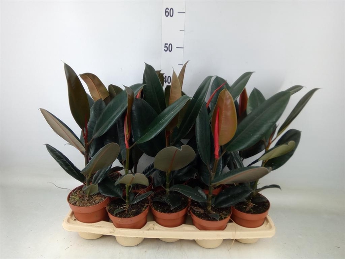 <h4>Ficus elastica 'Robusta'</h4>
