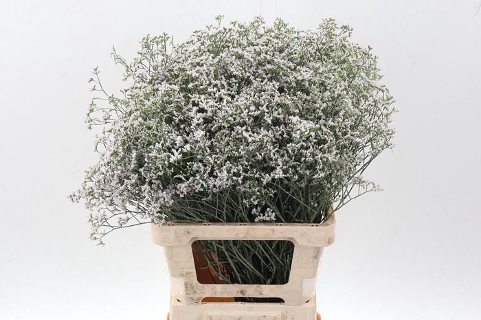 <h4>Lim White Neto</h4>