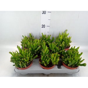 Crassula ovata 'Gollum'