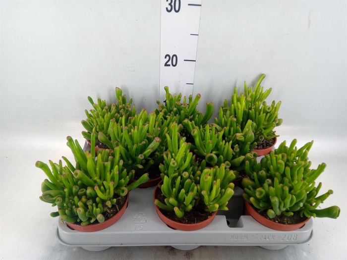<h4>Crassula ovata 'Gollum'</h4>