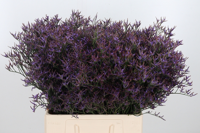 <h4>Lim Safora Dark Blue</h4>