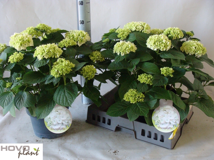 <h4>HYDR M WUDU</h4>