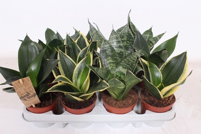 <h4>Sansevieria Hahnii</h4>
