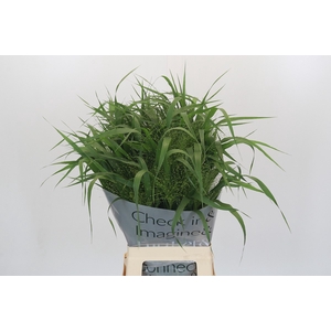 Panicum Fountain