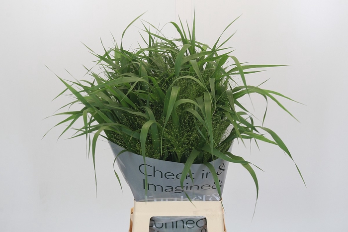 Panicum Fountain