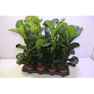 Ficus Lyrata Bambino