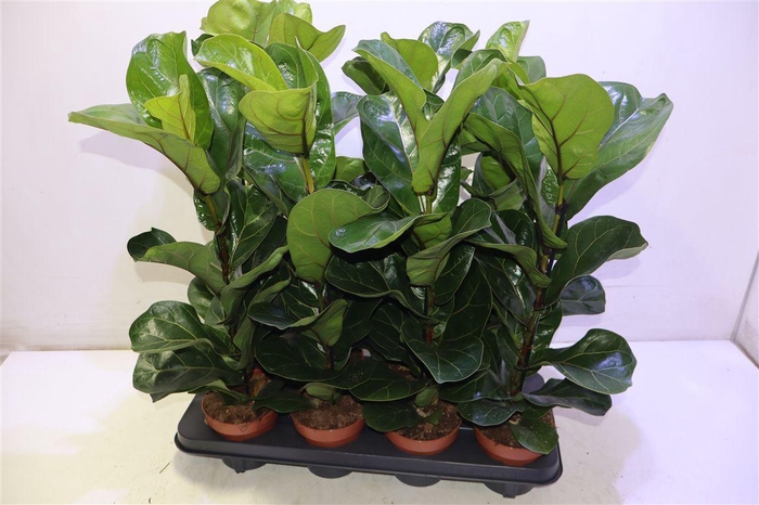 <h4>Ficus Lyrata Bambino</h4>