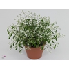 Euphorbia leucocephala 'Silverfog'