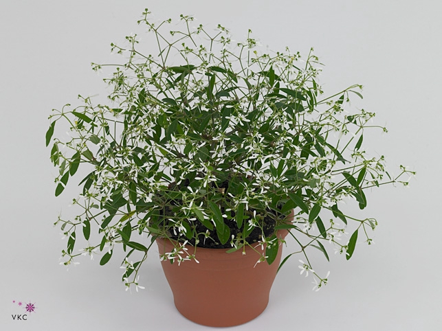 Euphorbia leucocephala 'Silverfog'