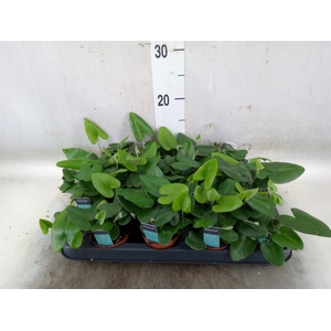 Hemionitis arifolia