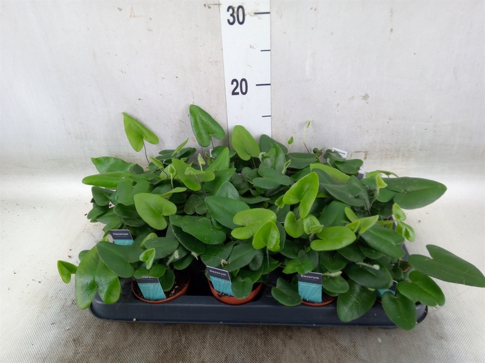 <h4>Hemionitis arifolia</h4>