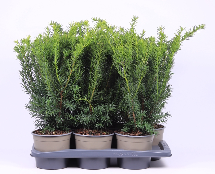 <h4>Taxus Media Densiformis</h4>