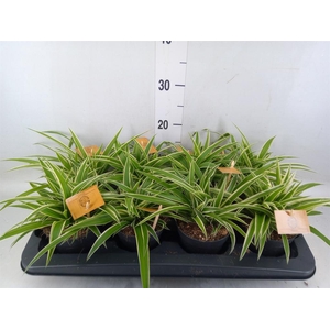 Chlorophytum com. 'Ocean'