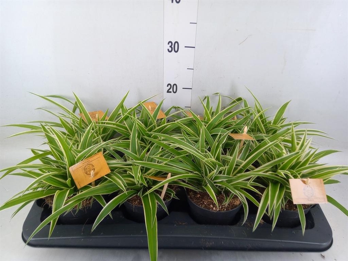 <h4>Chlorophytum com. 'Ocean'</h4>