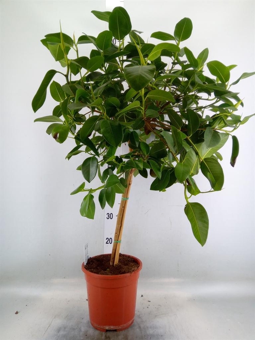 <h4>Ficus   ...</h4>