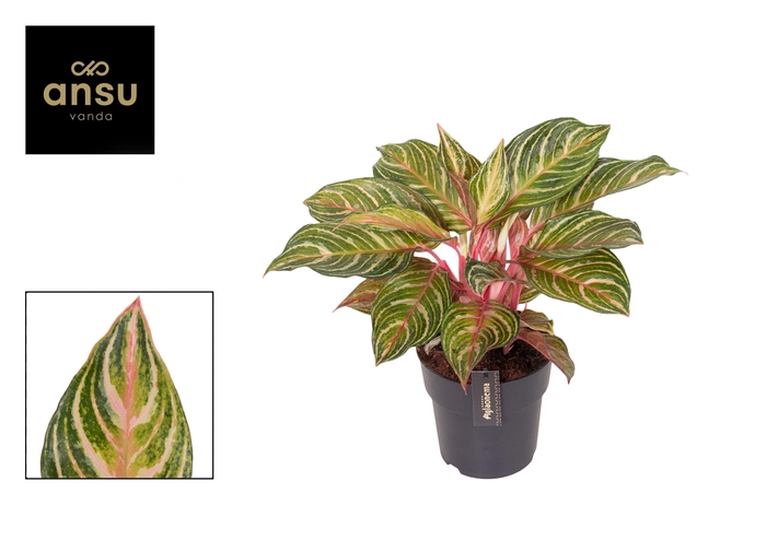 <h4>Aglaonema Dreamcatcher</h4>