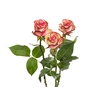 ROSA PALOMA 040 CM ESTUFA