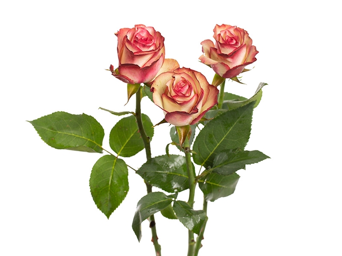 ROSA PALOMA 060 CM