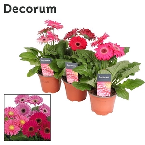 Gerbera 2-bl Purple