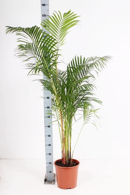 <h4>DYPSIS LUTESCENS</h4>