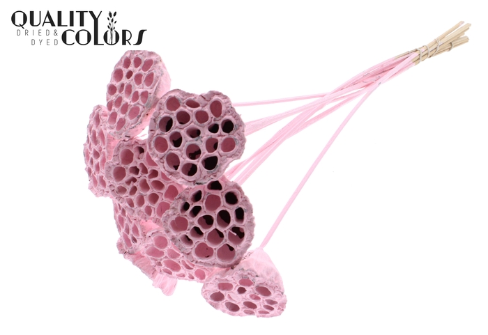 Lotus 5-7cm on stem Covered Light Pink
