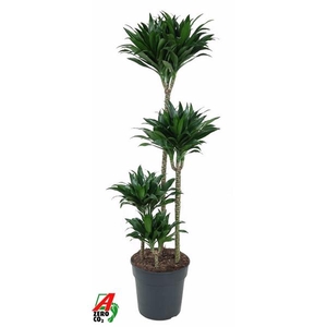 Dracaena fra Compacta Grp 'Compacta'