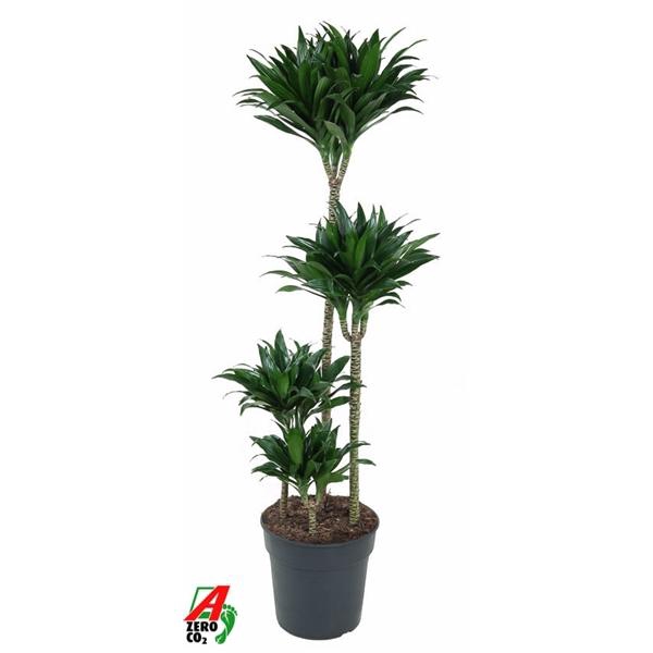<h4>Dracaena fra Compacta Grp 'Compacta'</h4>