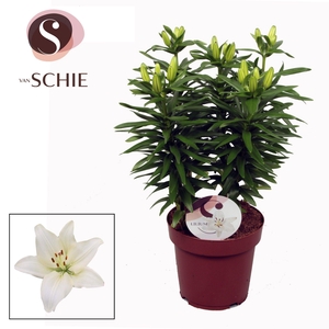 Lilium Az Gwen White 19cm