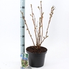 sorbifolia Sem