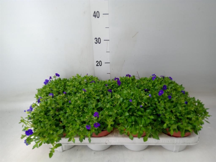 <h4>Saxifraga arend. 'Marto Hot Rose'</h4>