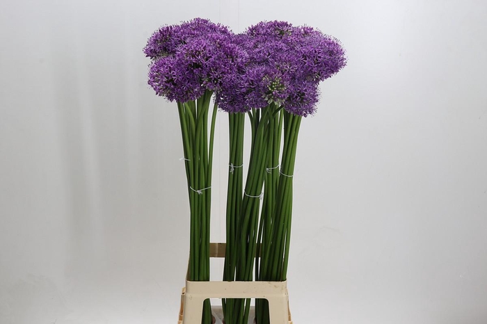 <h4>Allium Gladiator</h4>