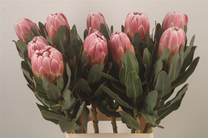 <h4>Protea Carnival</h4>