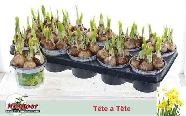 <h4>NARCISSUS TETE A TETE P12</h4>