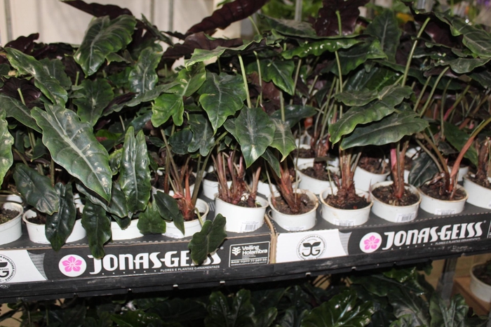 <h4>ALOCASIA CHANTRIERI P12</h4>