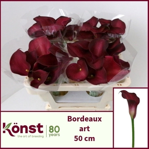 ZANT BORDEAUX ART
