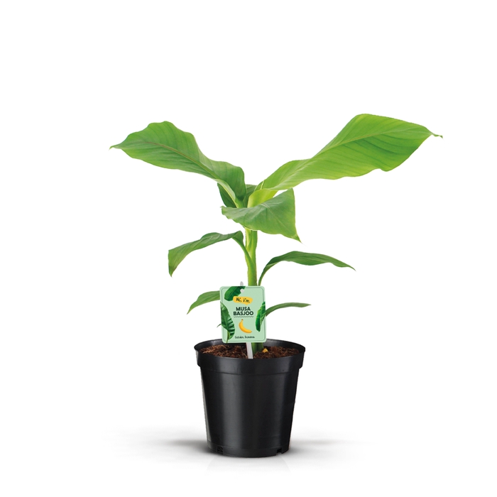 <h4>Musa Basjoo</h4>