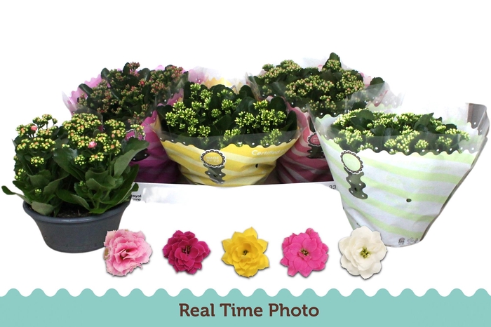 <h4>KAL GE GEM 5 KL</h4>