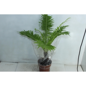 BLECHNUM GIBBUM SILVER LADY P17