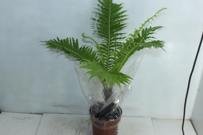 <h4>BLECHNUM GIBBUM SILVER LADY P17</h4>