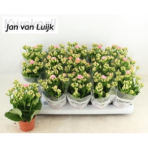 KALAN CALAN LUIJK CLARAQ2 P9