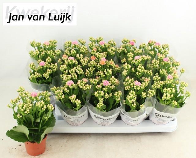 <h4>KALAN CALAN LUIJK CLARAQ2 P9</h4>
