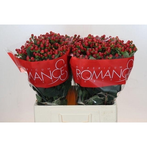 HYP RED LIGH ROMANCE