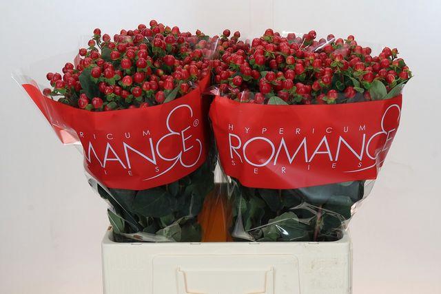 <h4>HYP RED LIGH ROMANCE</h4>