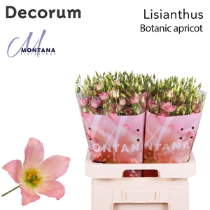 Lisianthus Botanic apricot 70cm